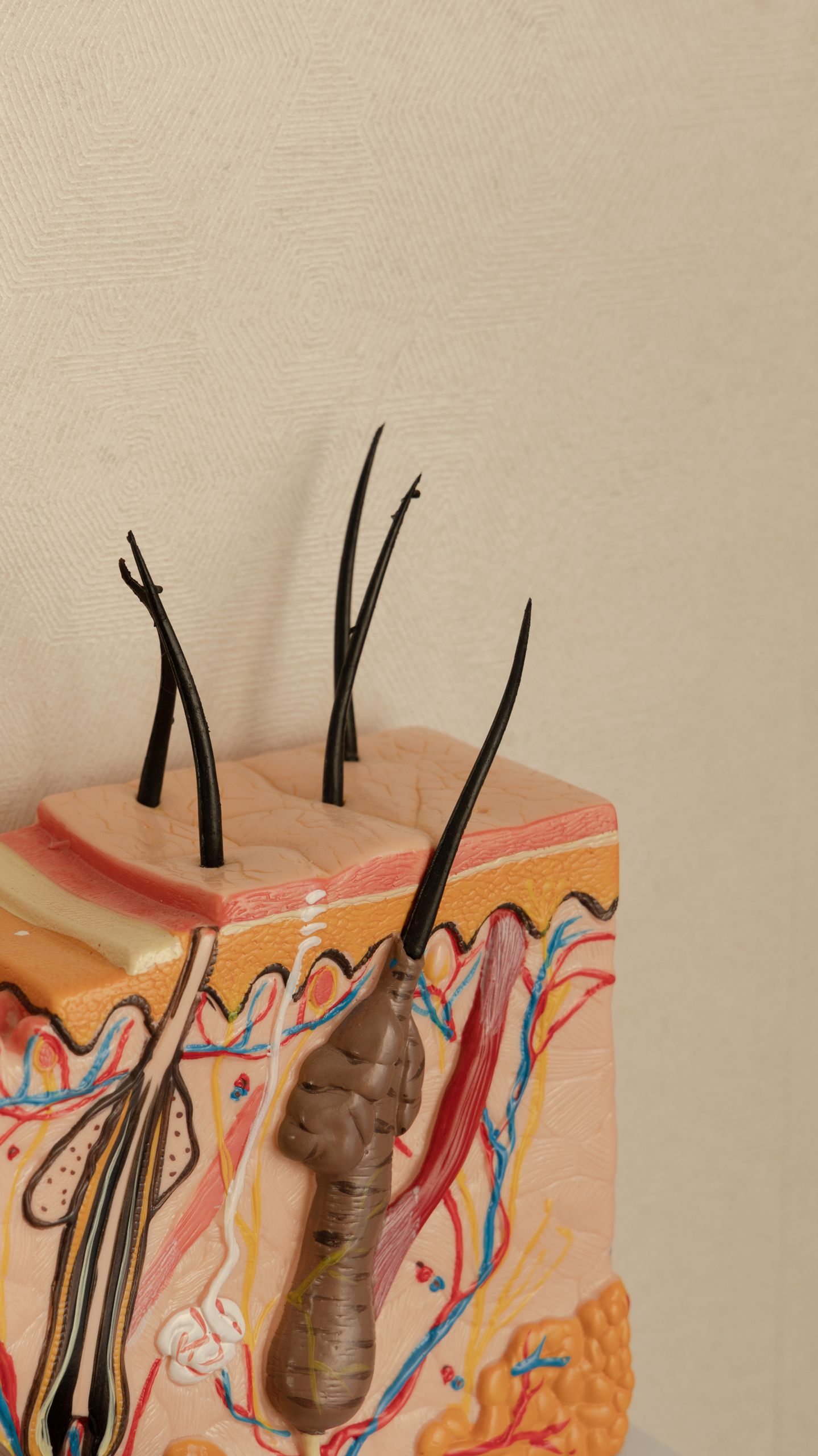 Detailed 3D model of human skin anatomy featuring hair follicles.